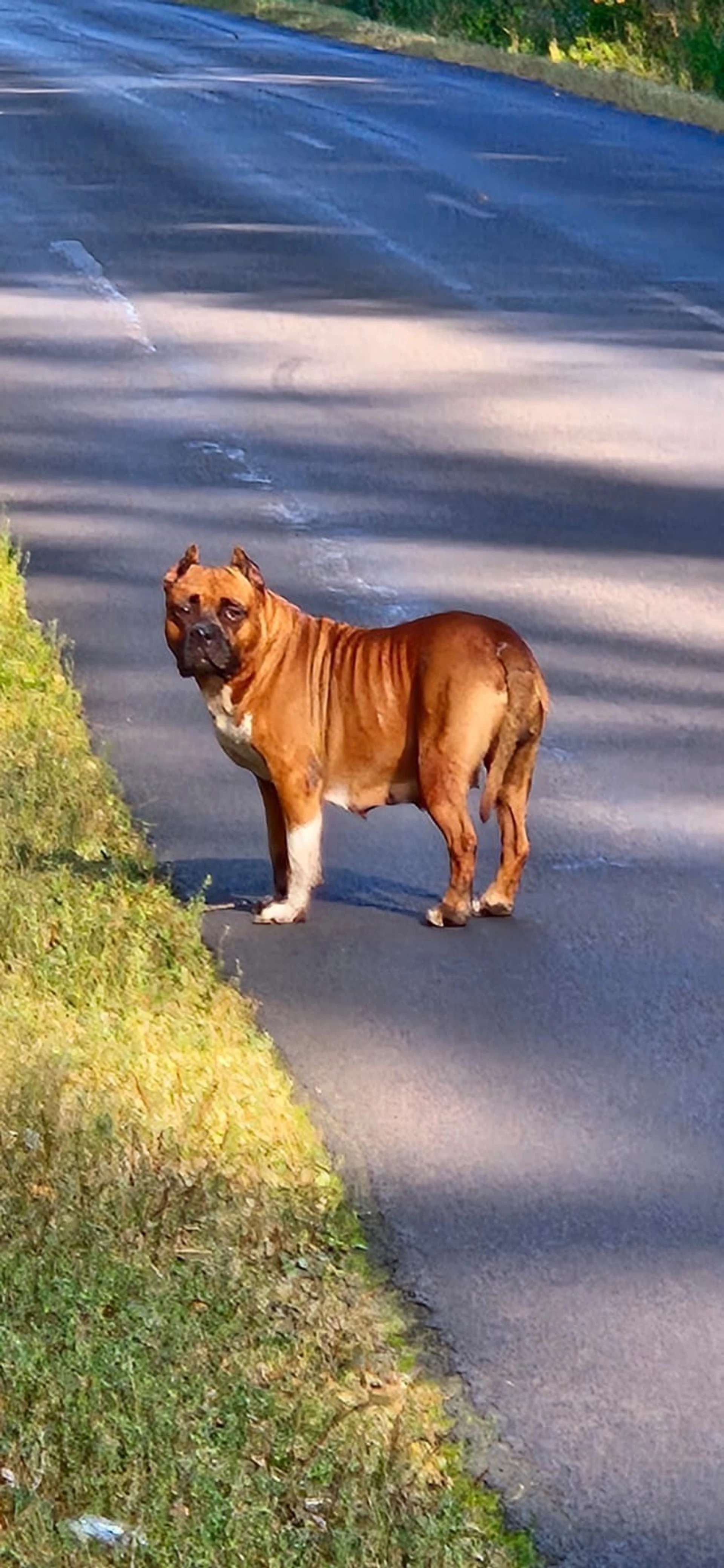 Amstaffy bawią się wspólnie