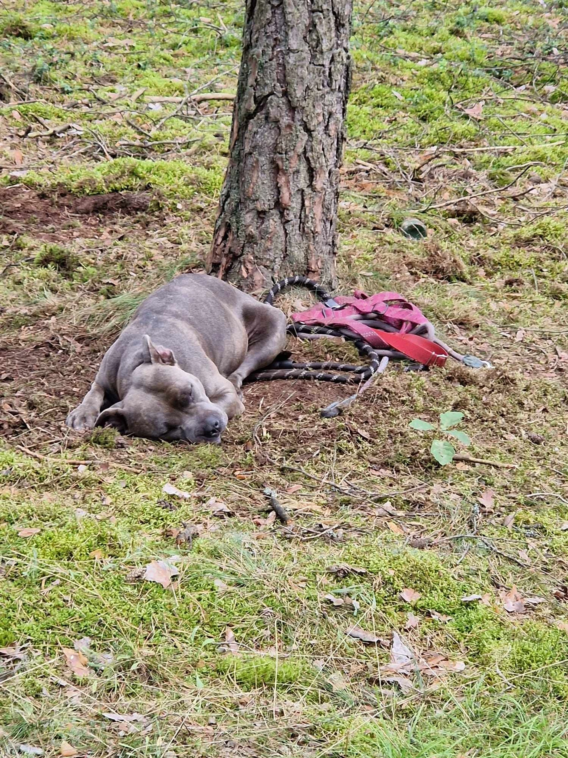 Amstaffy bawią się wspólnie