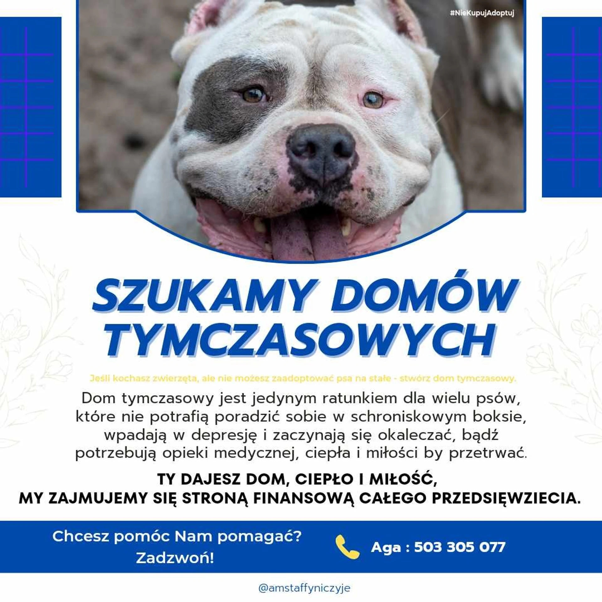 Amstaffy bawią się wspólnie