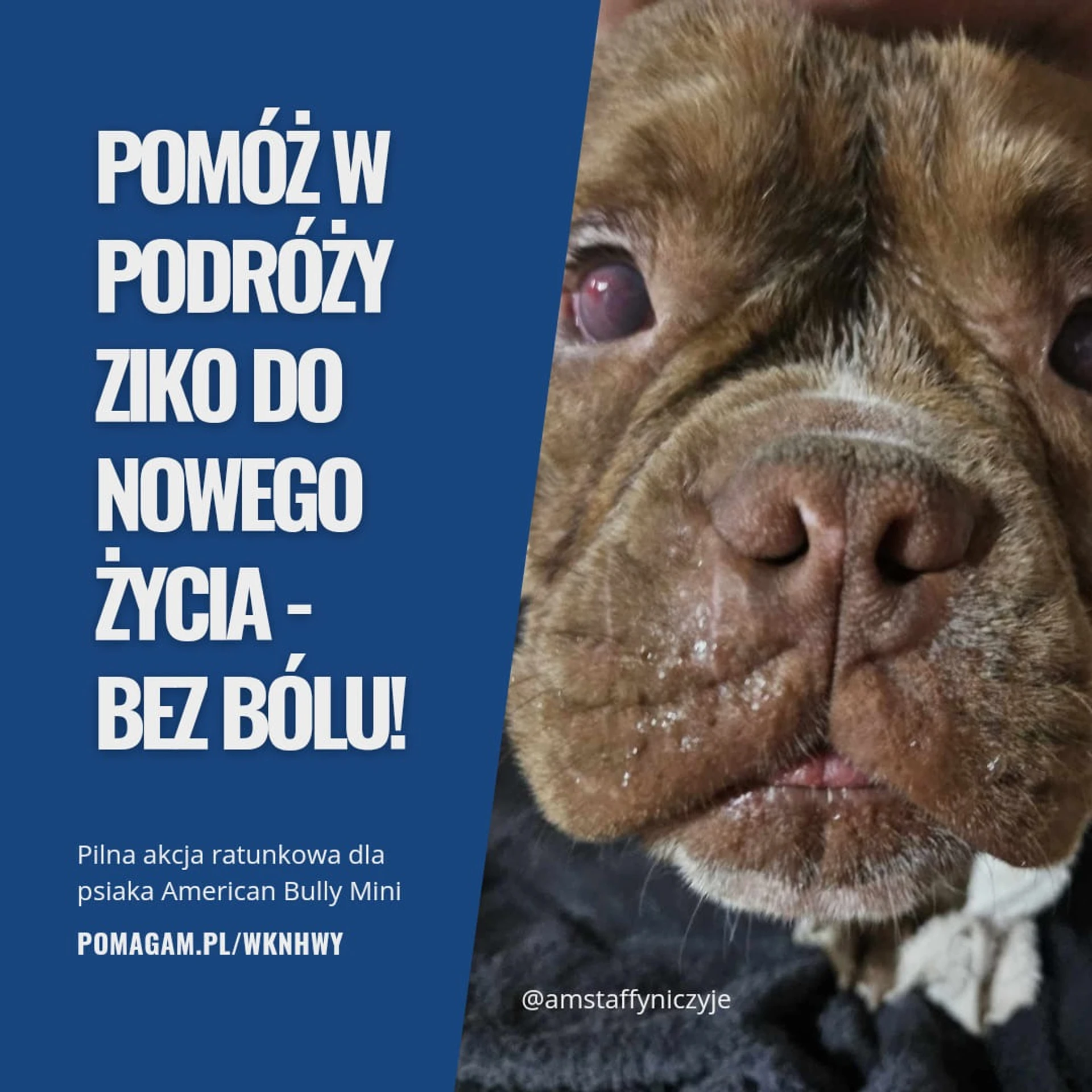 Amstaffy bawią się wspólnie