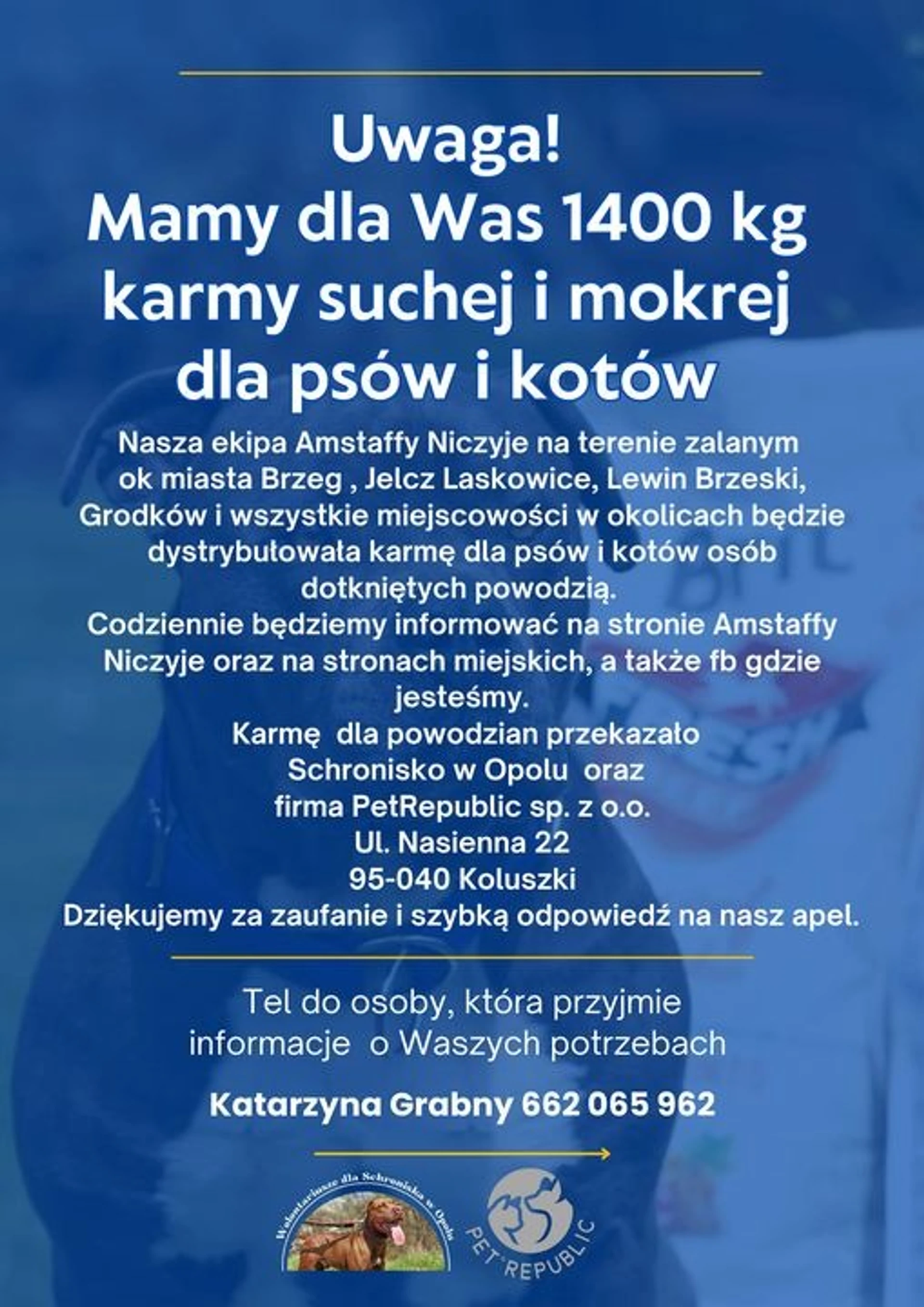 Amstaffy bawią się wspólnie