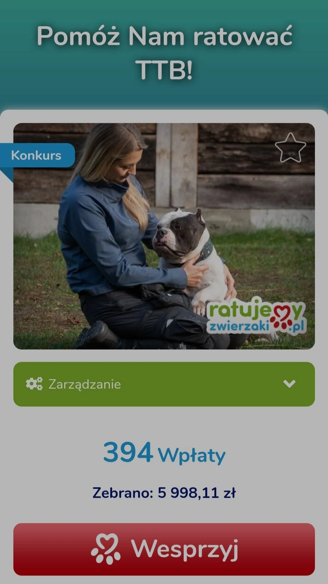 Amstaffy bawią się wspólnie