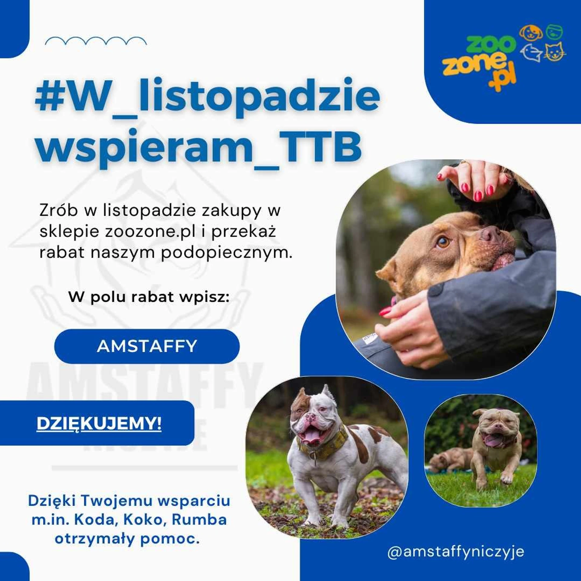 Amstaffy bawią się wspólnie