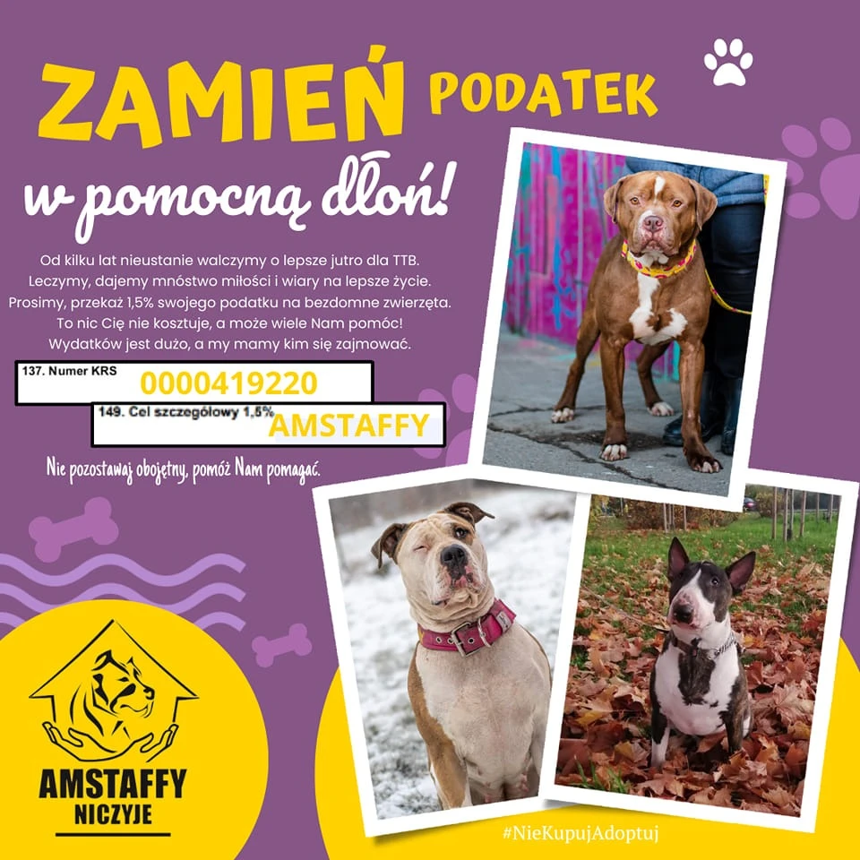 Amstaffy bawią się wspólnie