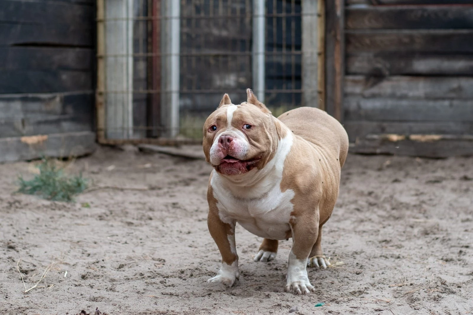 Amstaffy bawią się wspólnie