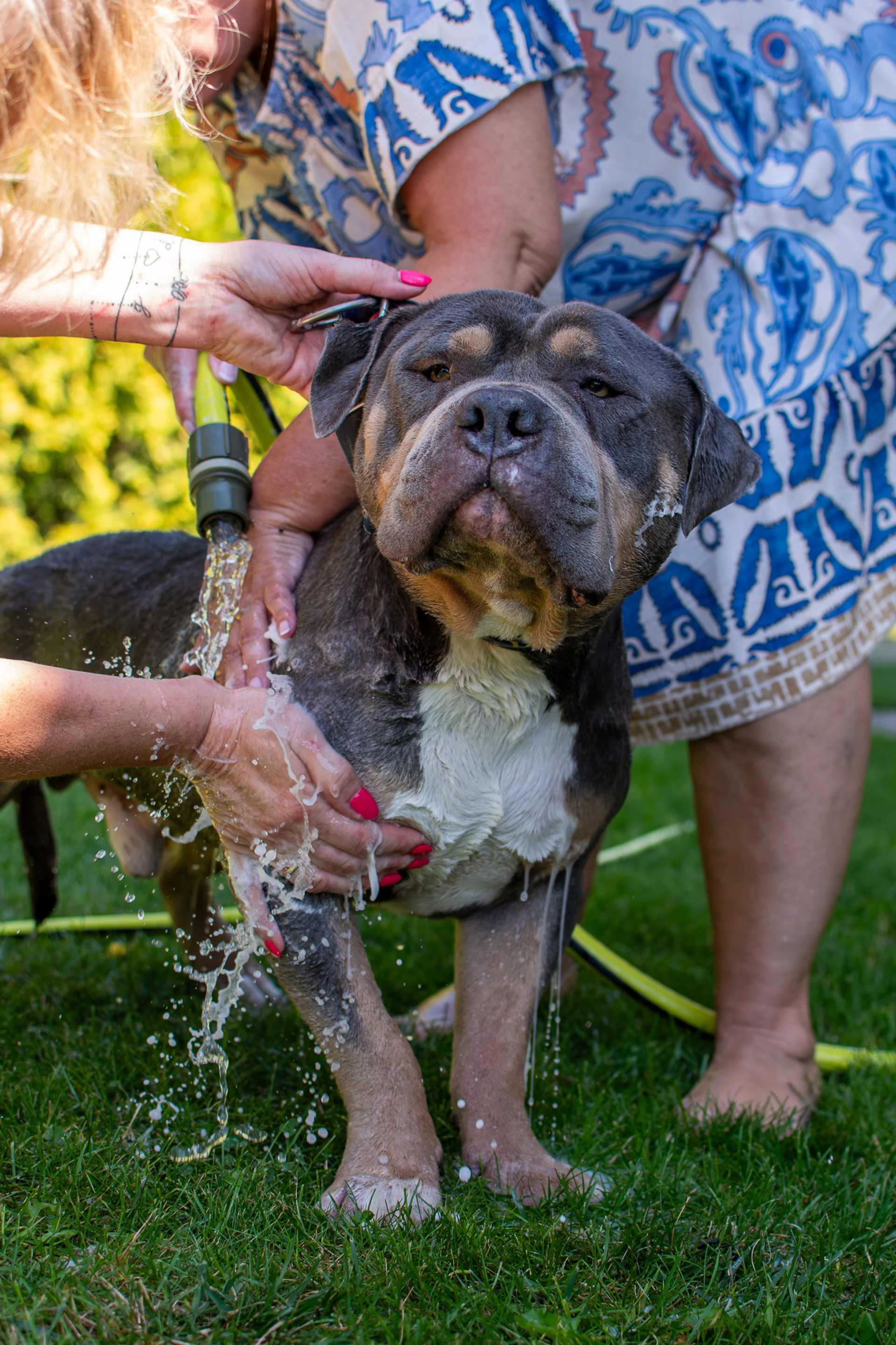 Amstaffy bawią się wspólnie