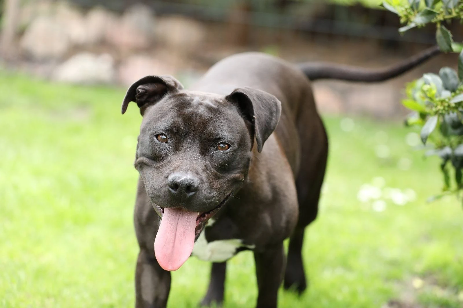 Amstaffy bawią się wspólnie