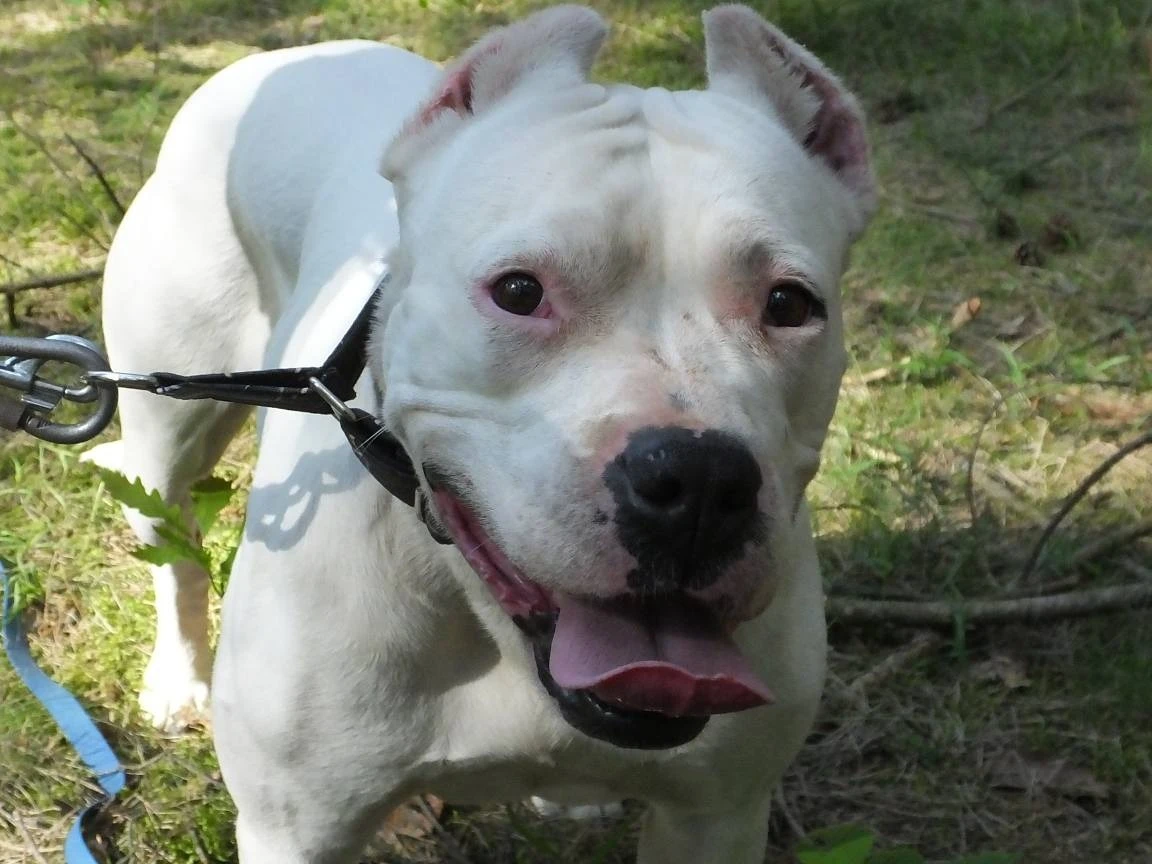 Amstaffy bawią się wspólnie
