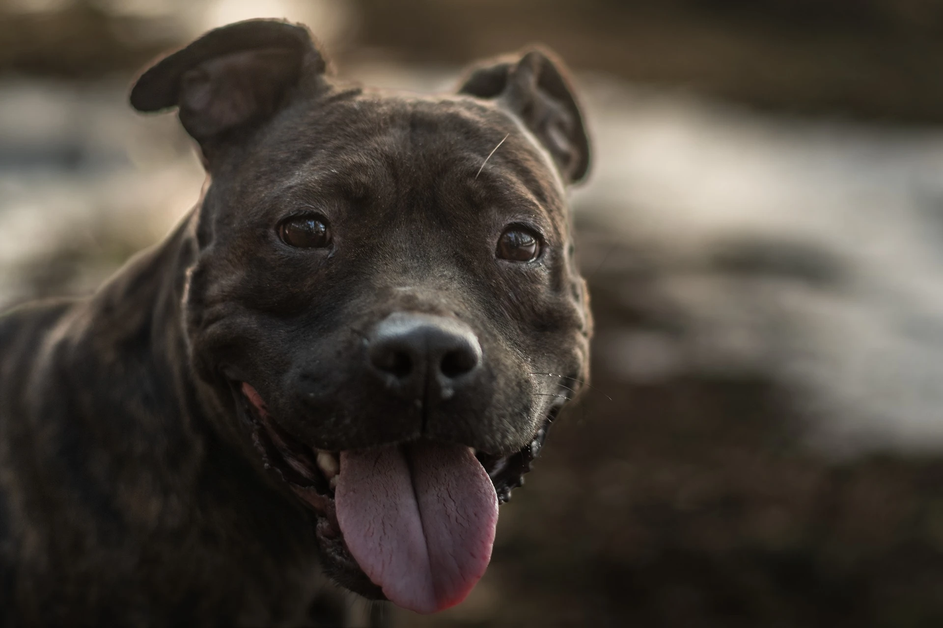 Amstaffy bawią się wspólnie