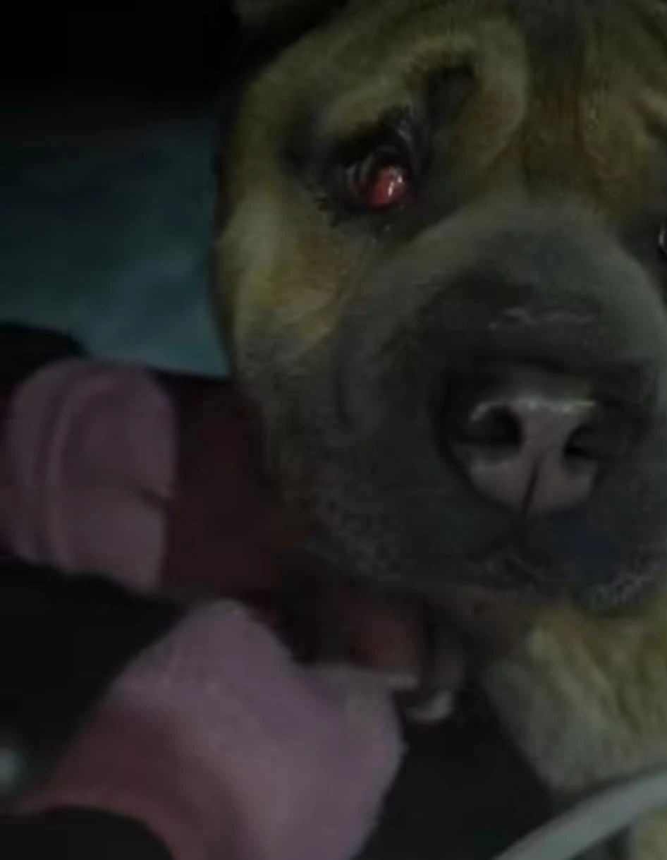 Amstaffy bawią się wspólnie