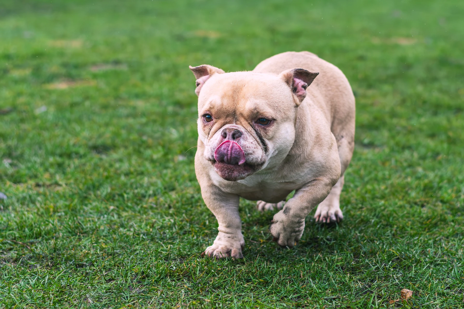 Amstaffy bawią się wspólnie