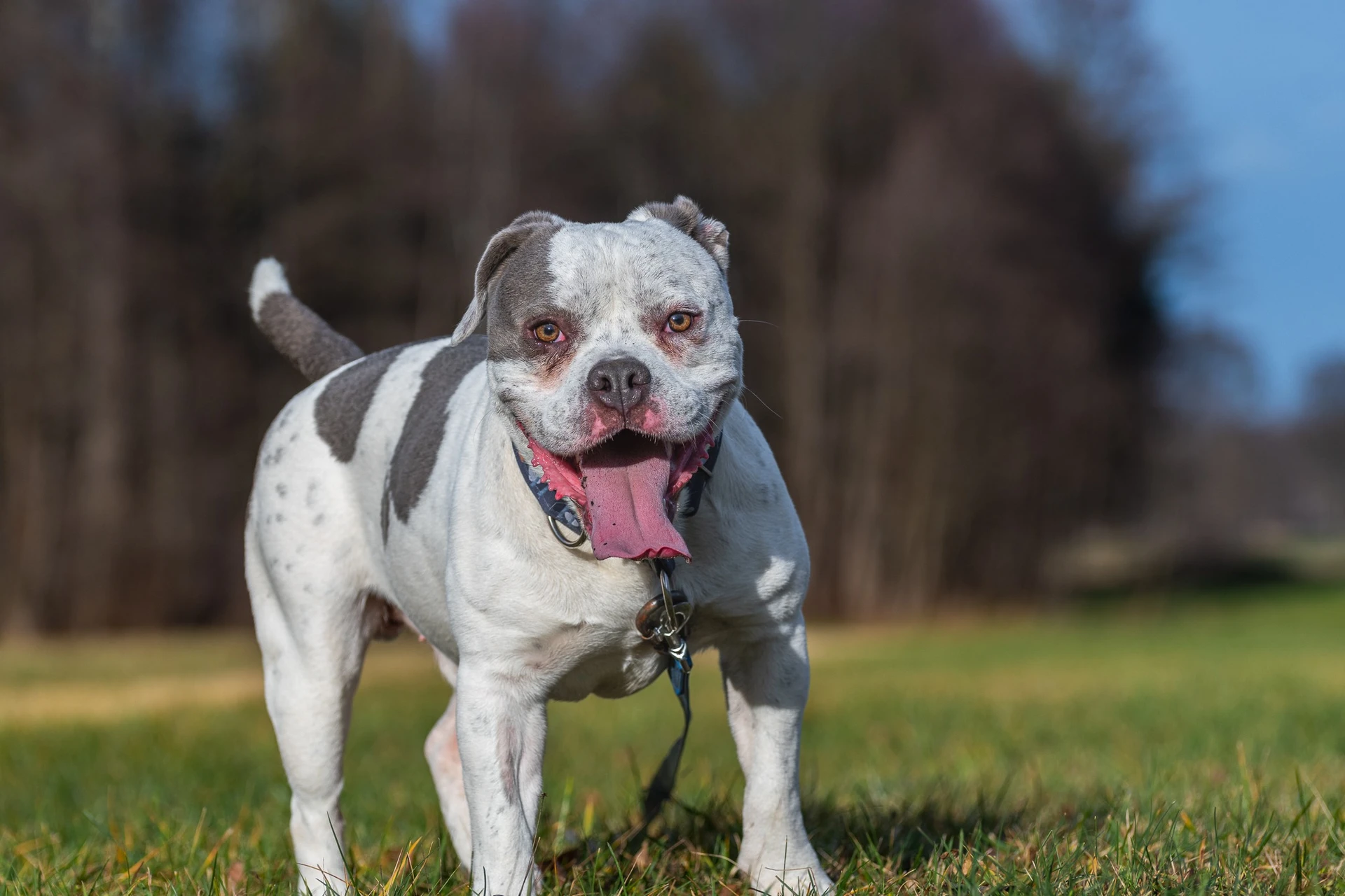 Amstaffy bawią się wspólnie