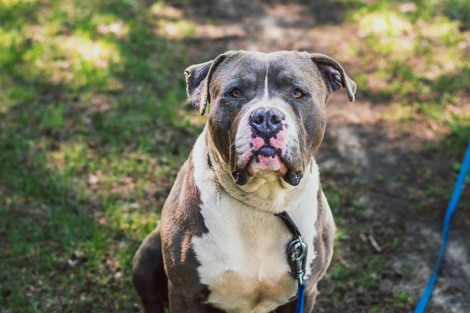 Amstaffy bawią się wspólnie