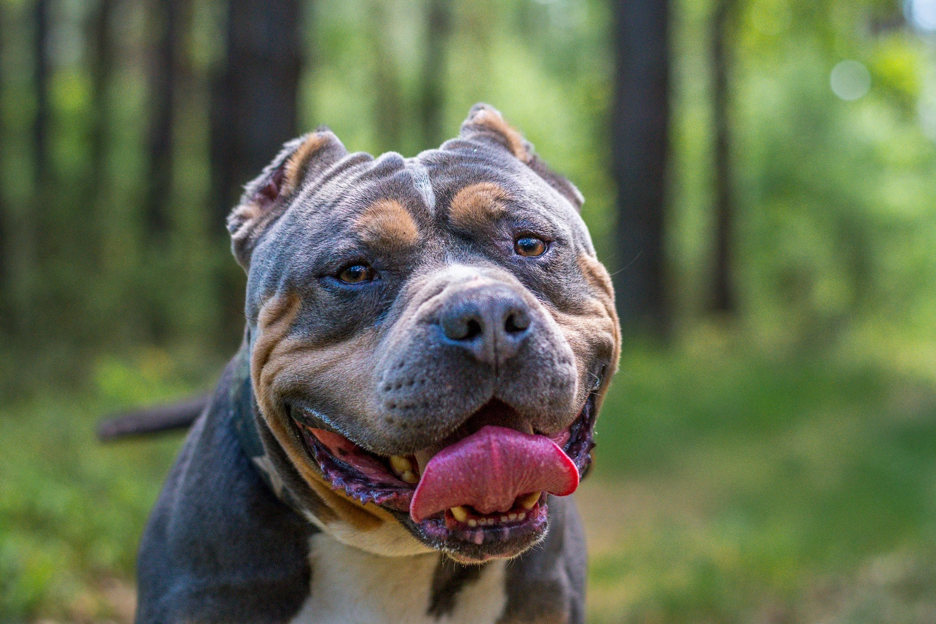 Amstaffy bawią się wspólnie