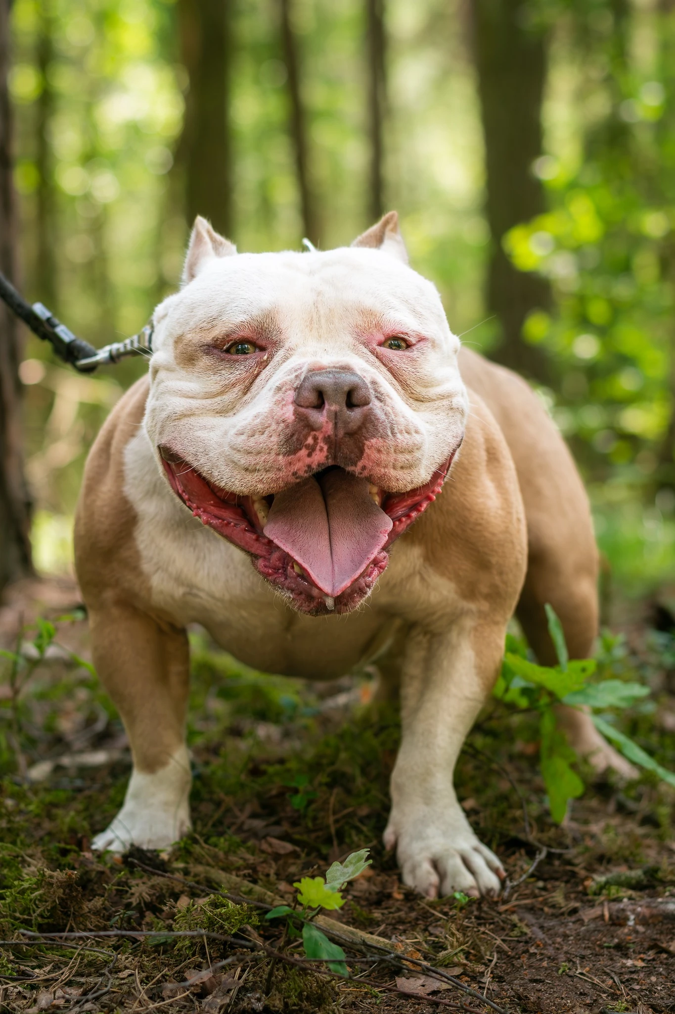 Amstaffy bawią się wspólnie