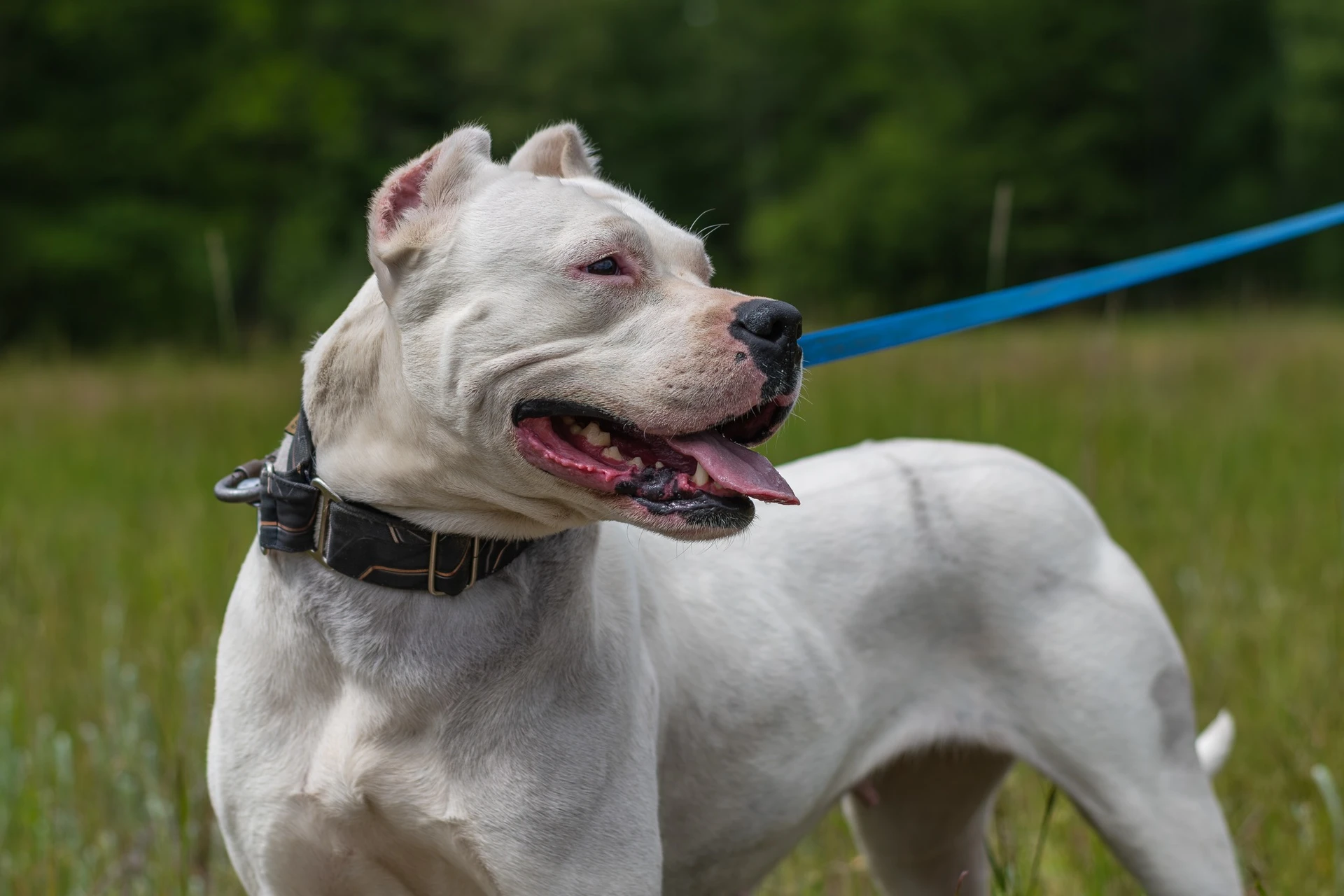 Amstaffy bawią się wspólnie