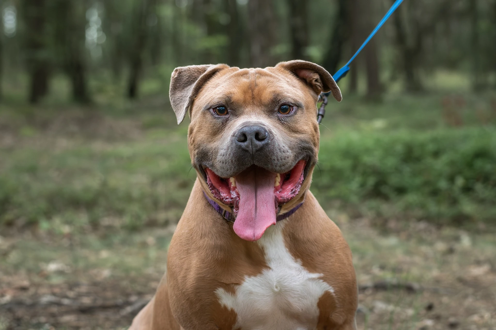 Amstaffy bawią się wspólnie