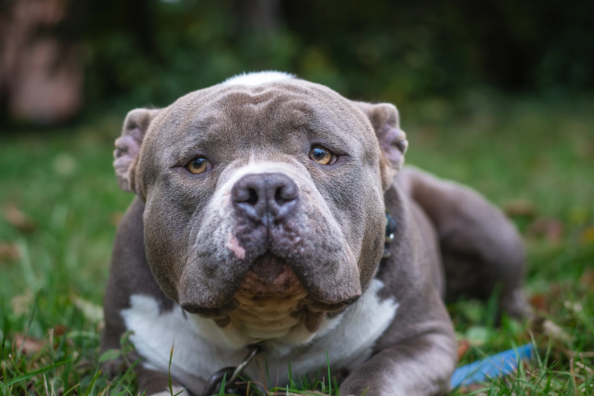 Amstaffy bawią się wspólnie