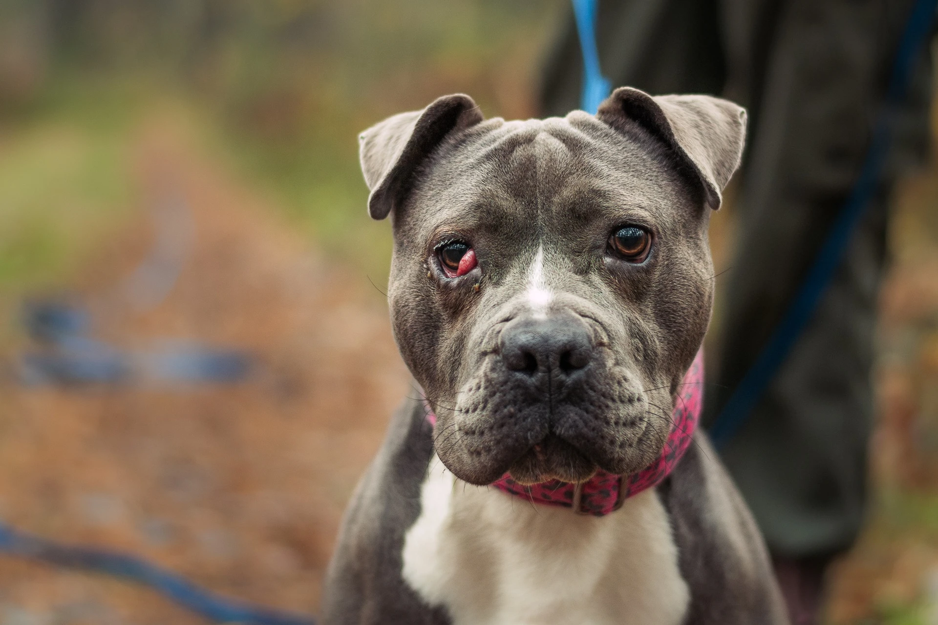 Amstaffy bawią się wspólnie