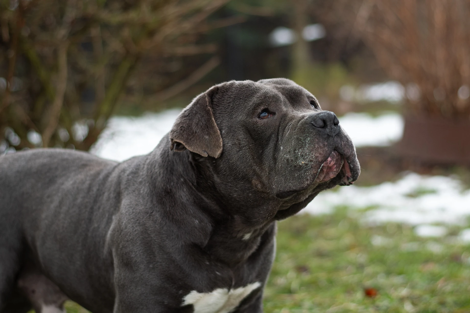 Amstaffy bawią się wspólnie