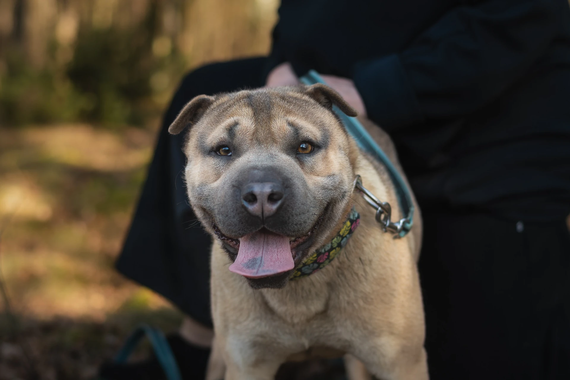 Amstaffy bawią się wspólnie