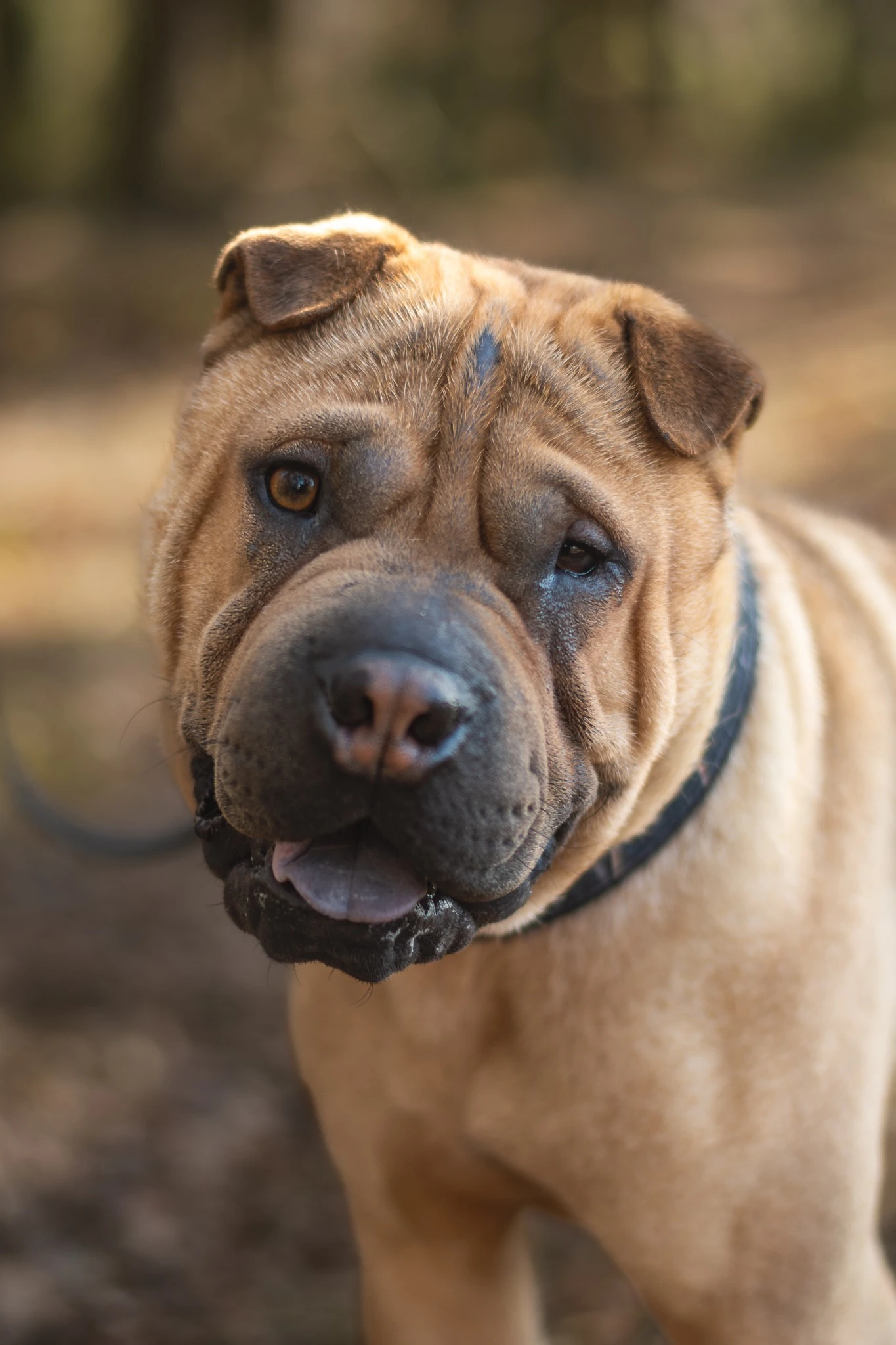 Amstaffy bawią się wspólnie