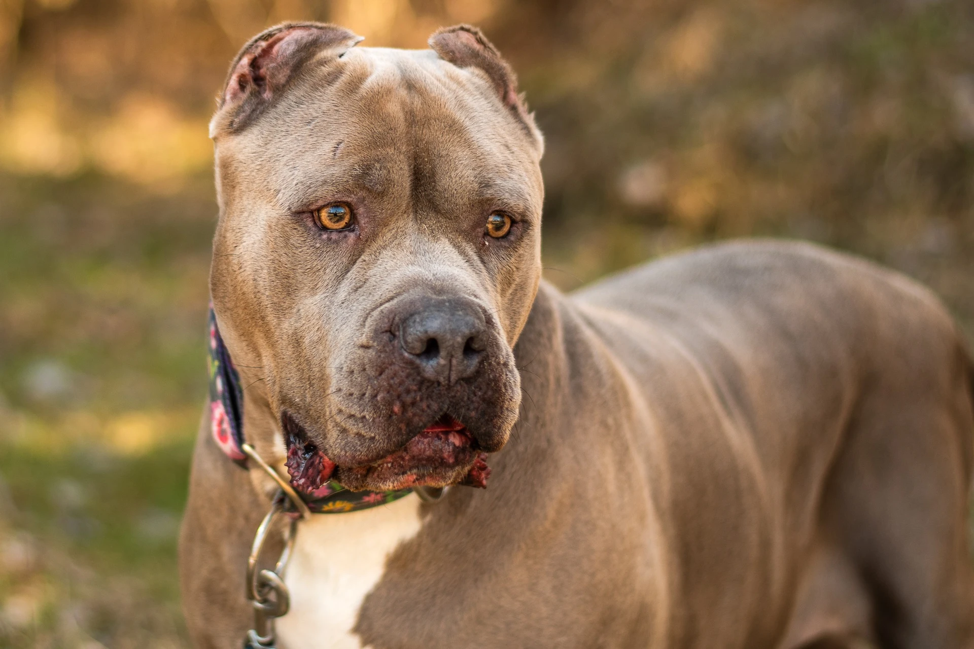 Amstaffy bawią się wspólnie