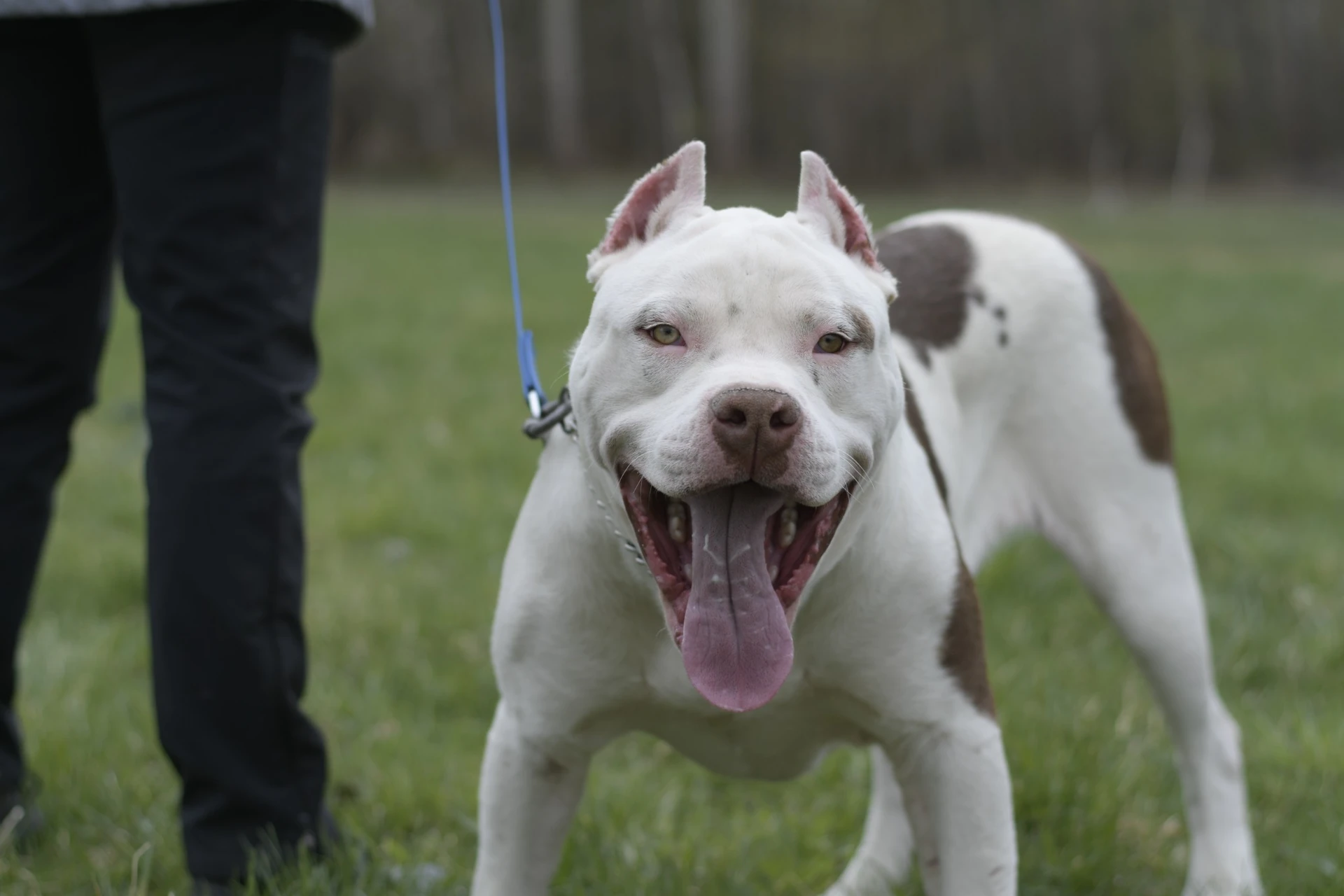 Amstaffy bawią się wspólnie