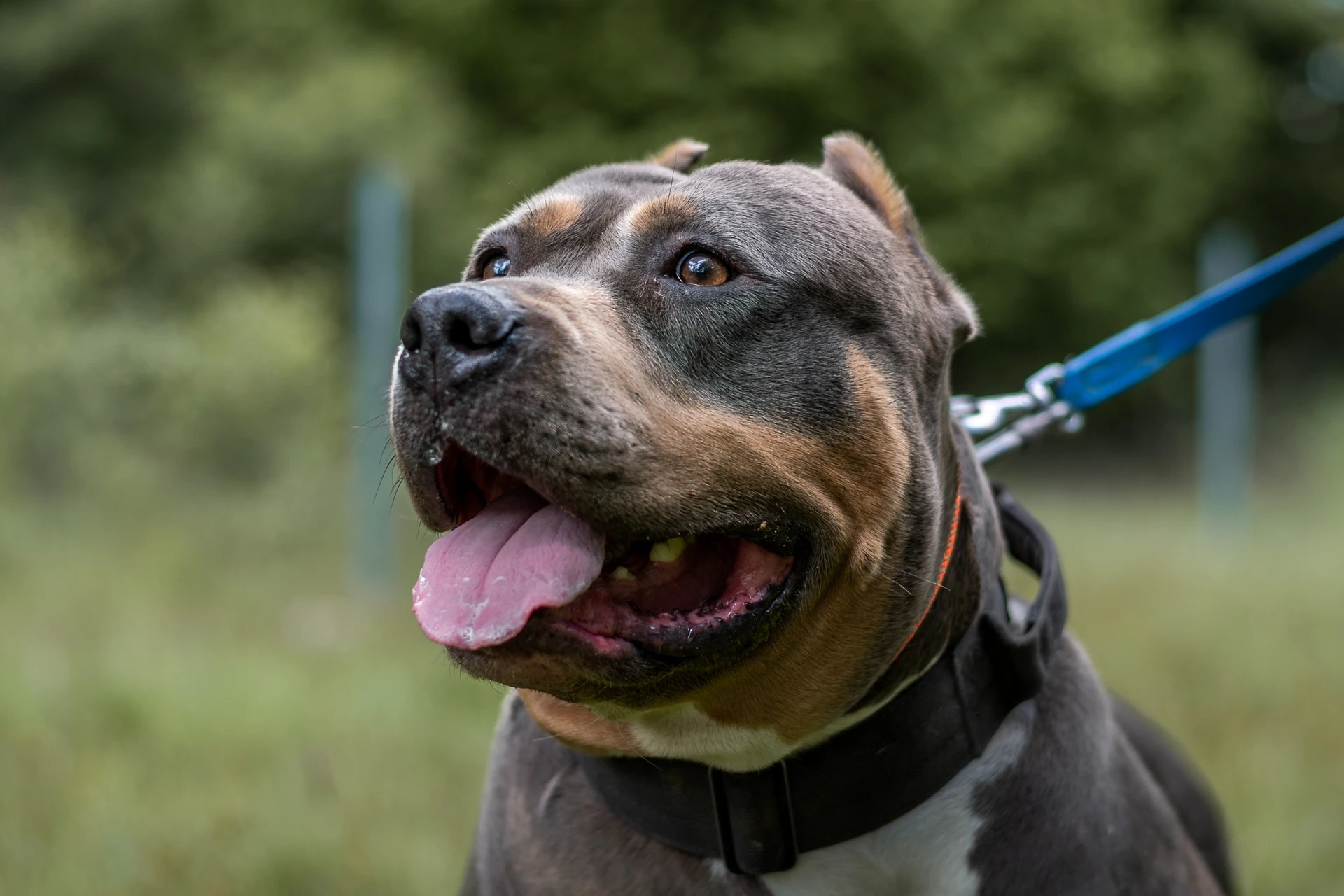 Amstaffy bawią się wspólnie