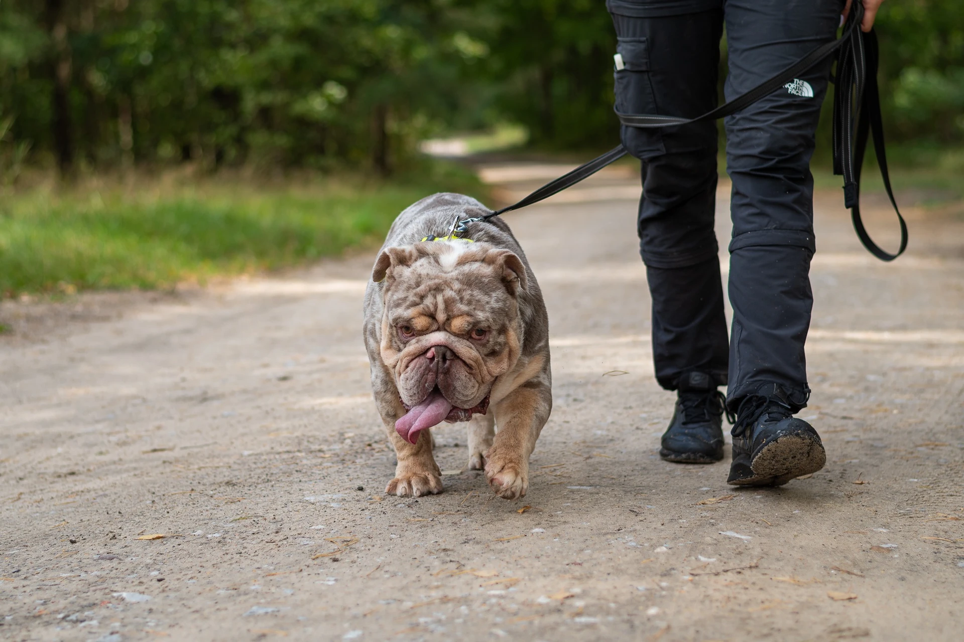 Amstaffy bawią się wspólnie