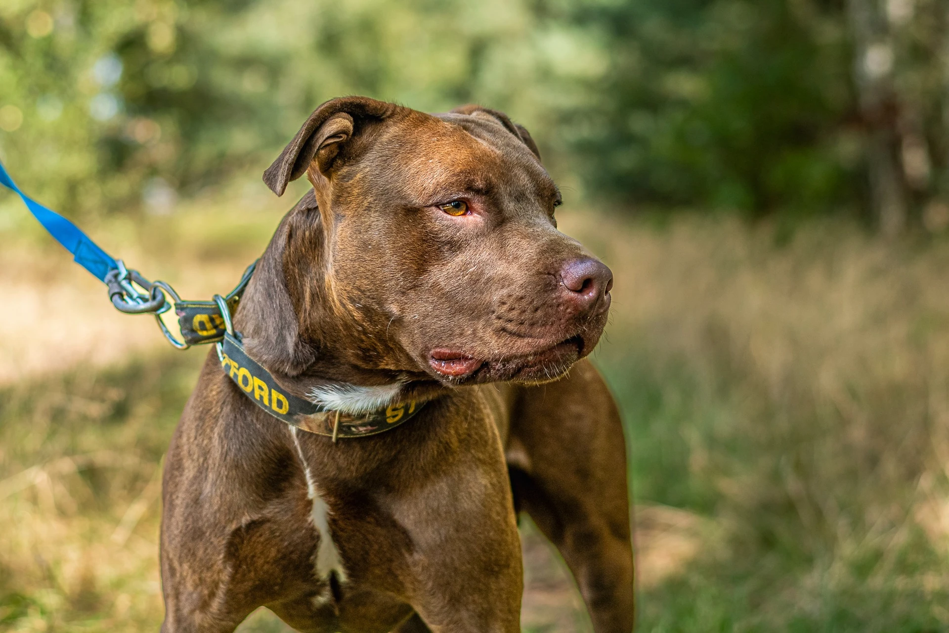 Amstaffy bawią się wspólnie