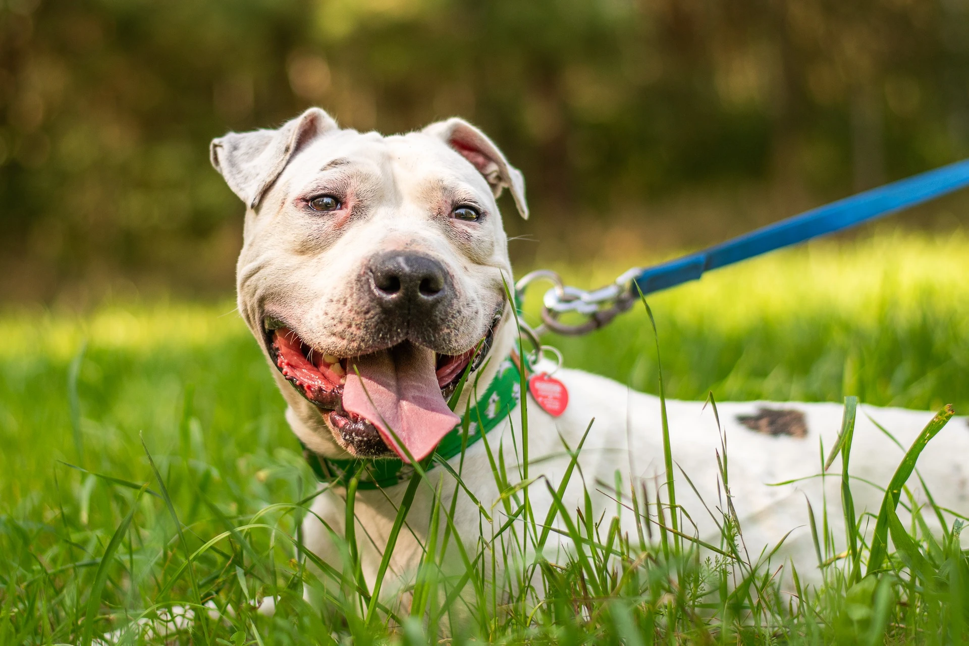 Amstaffy bawią się wspólnie