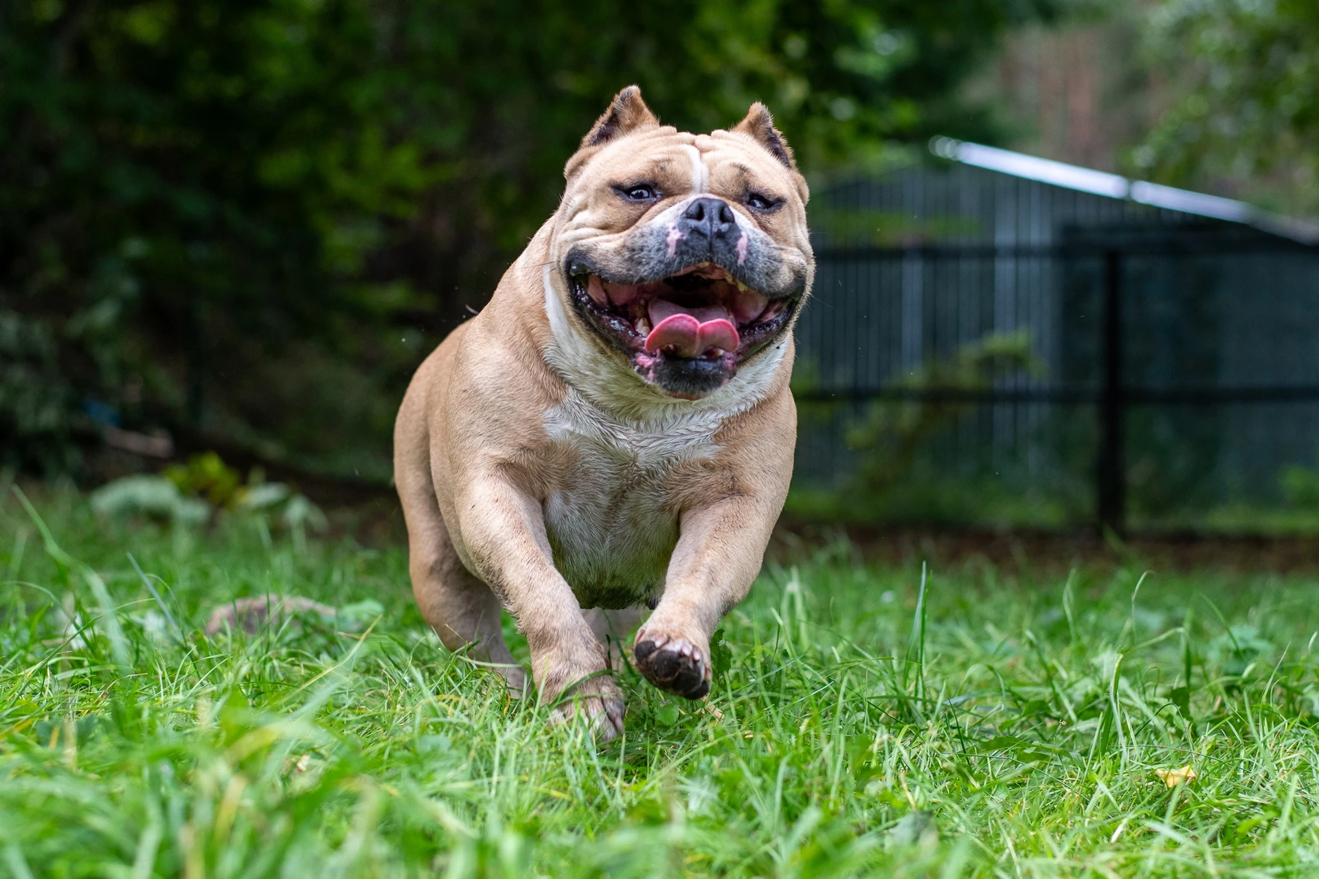 Amstaffy bawią się wspólnie