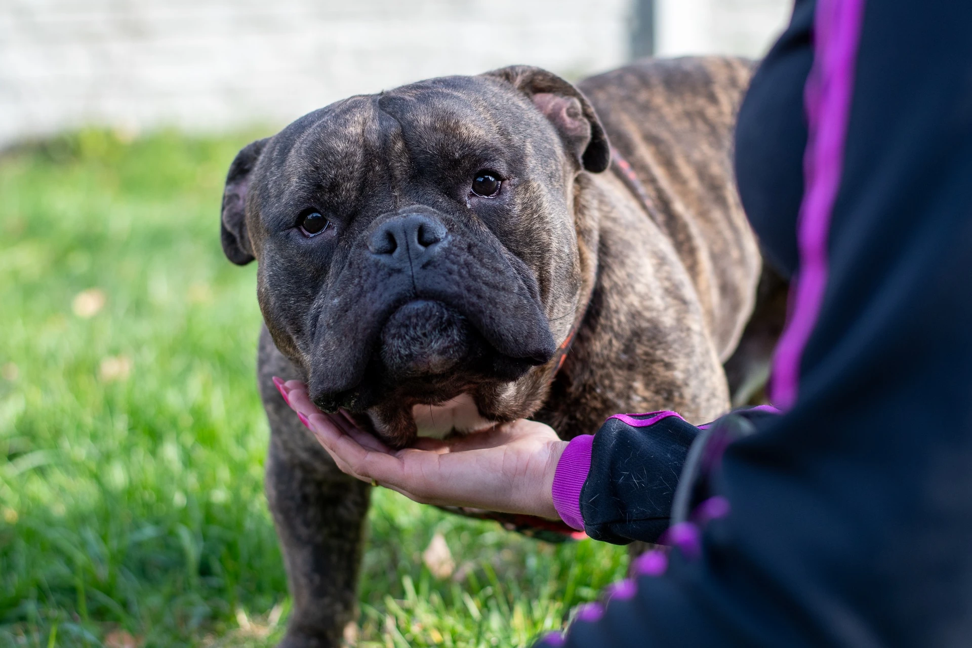 Amstaffy bawią się wspólnie