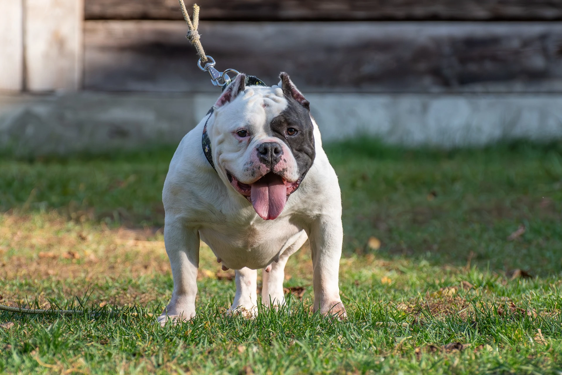 Amstaffy bawią się wspólnie