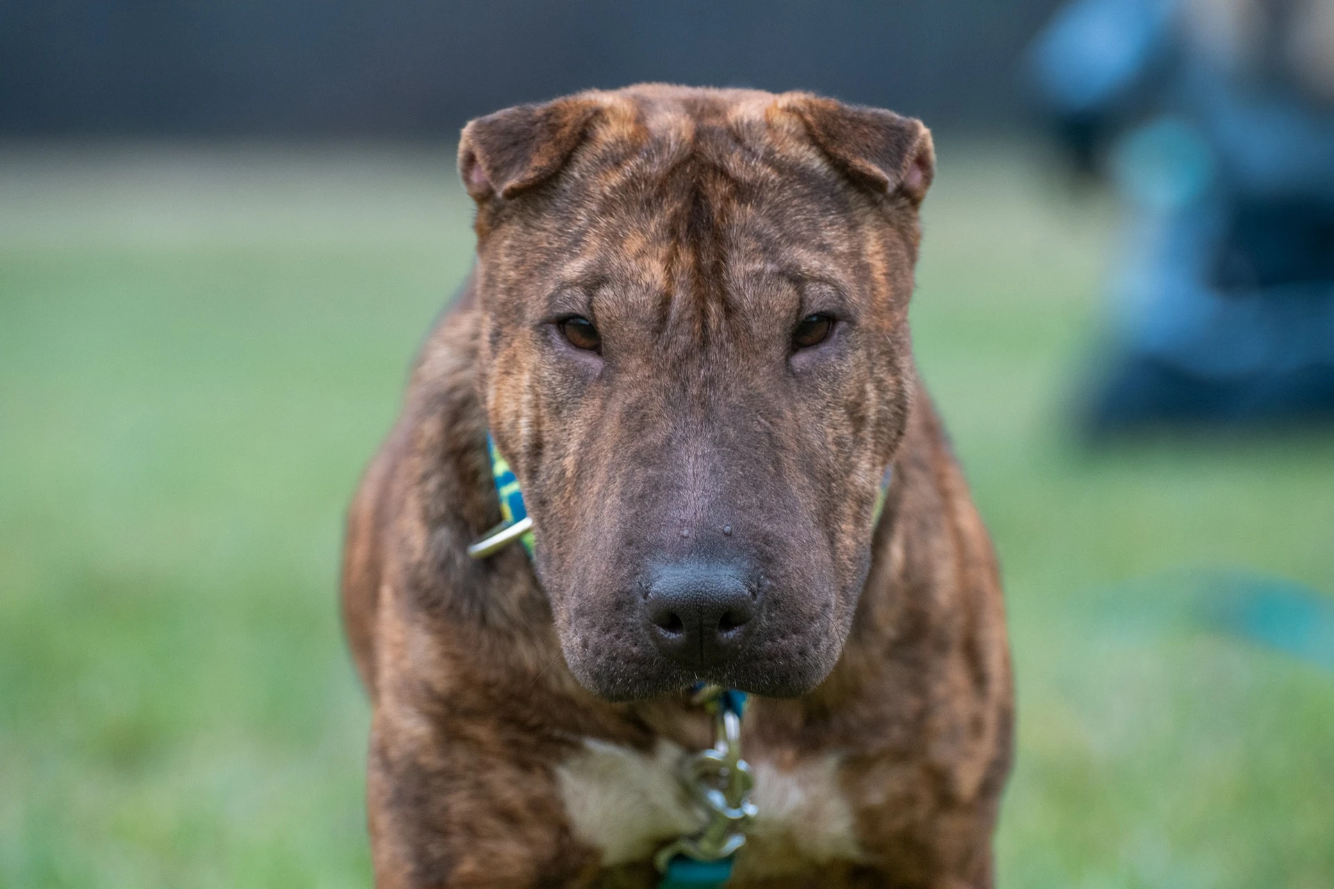 Amstaffy bawią się wspólnie