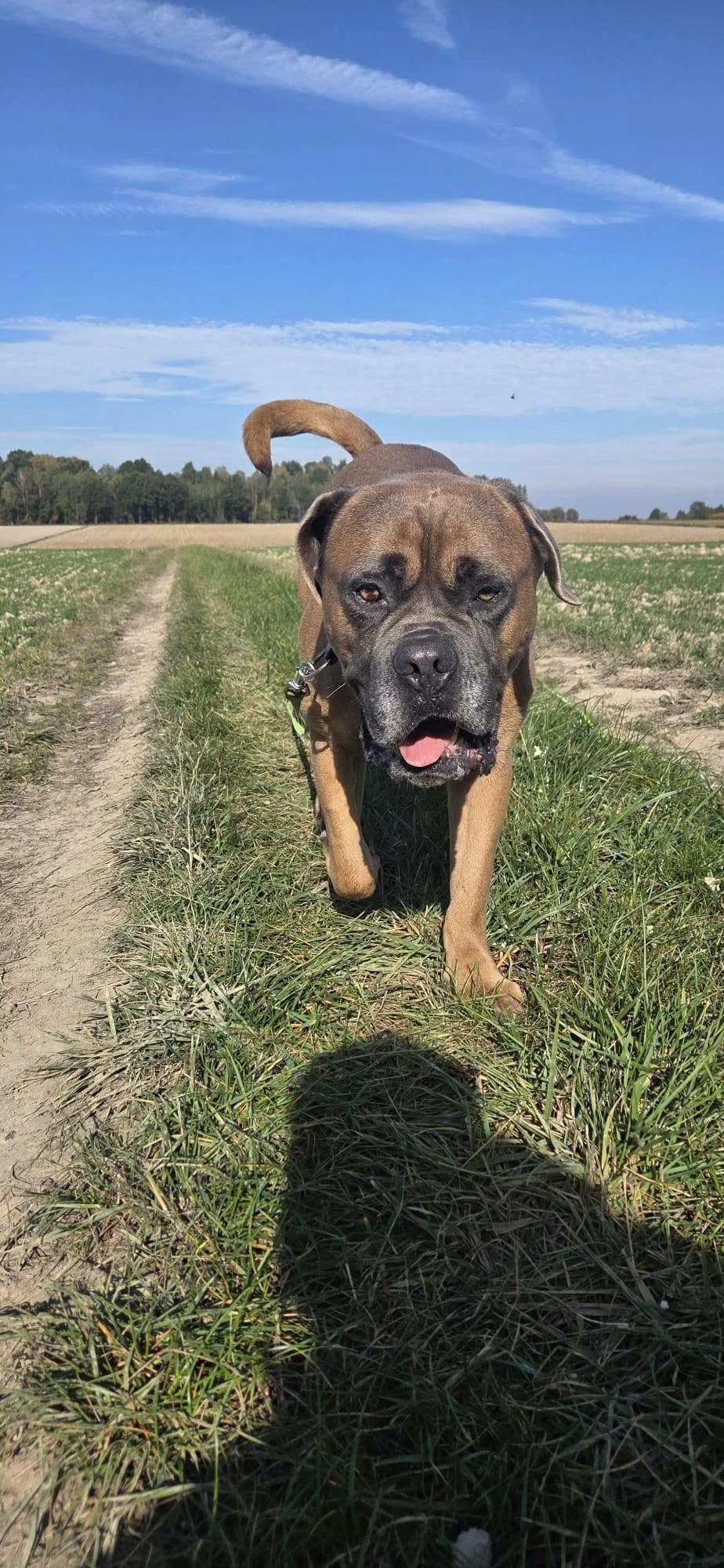 Amstaffy bawią się wspólnie