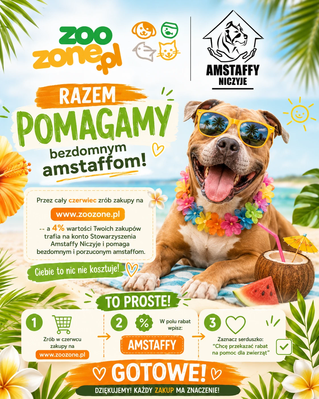 Amstaffy bawią się wspólnie