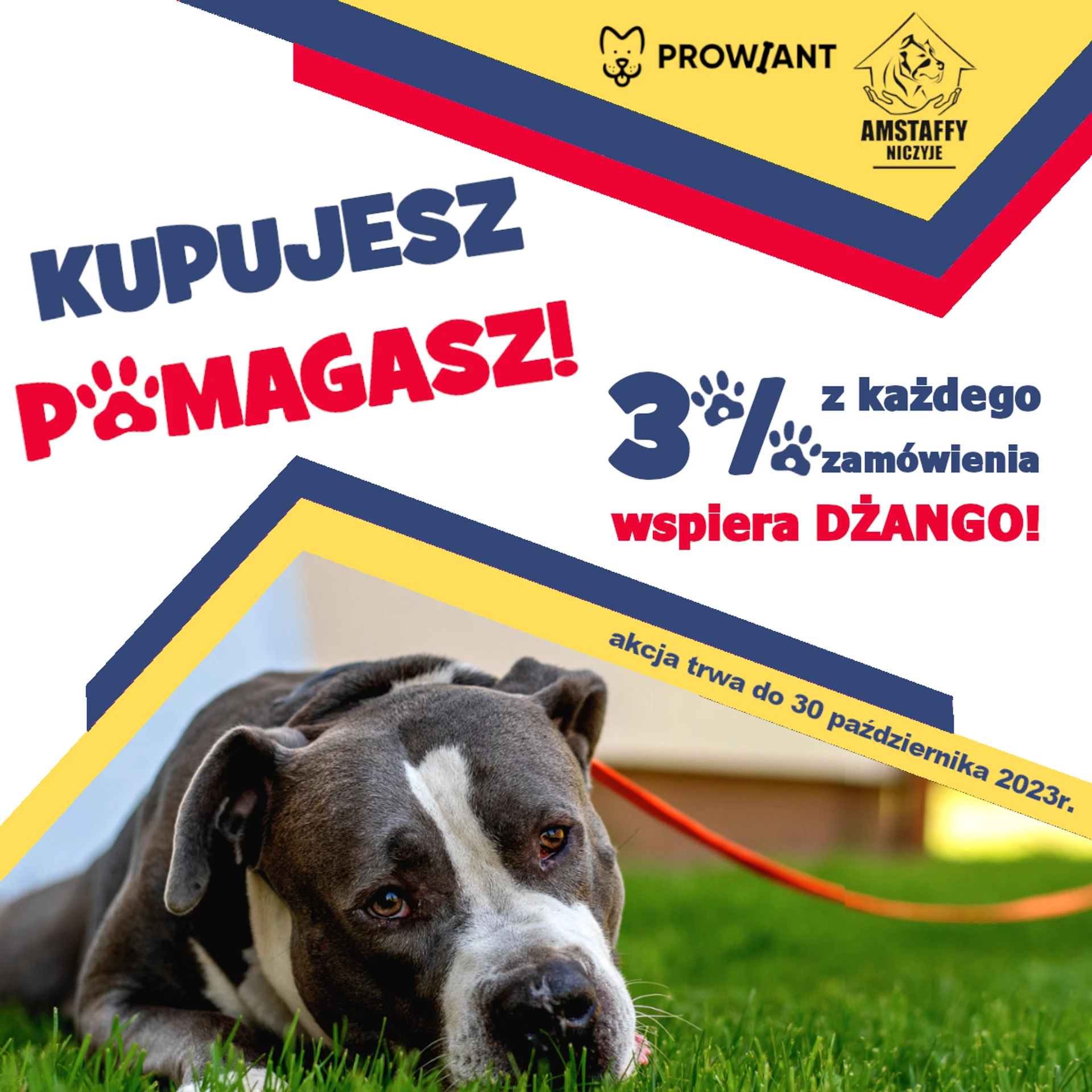 Amstaffy bawią się wspólnie