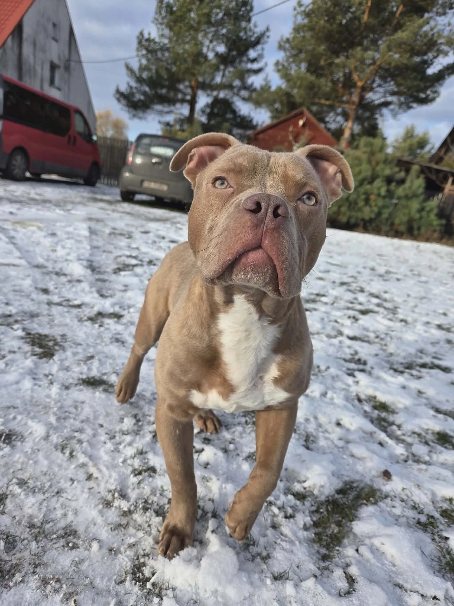 Amstaffy bawią się wspólnie