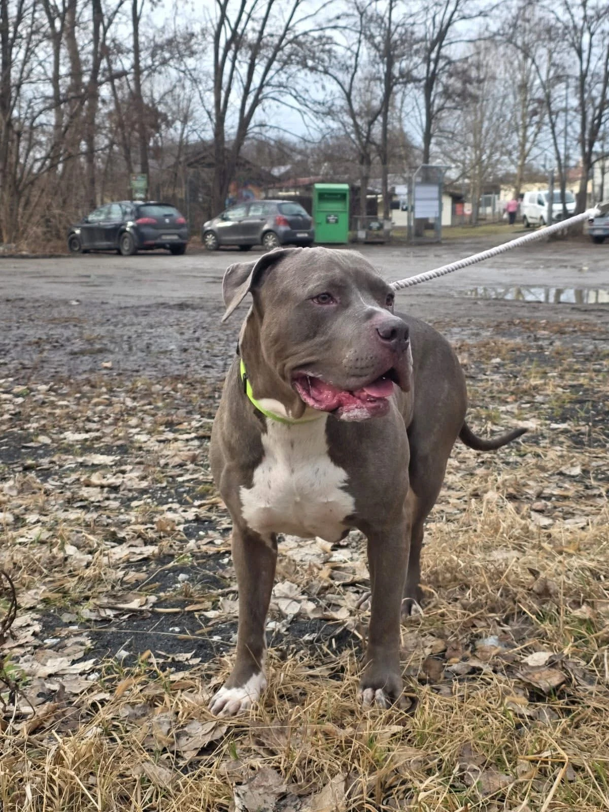 Amstaffy bawią się wspólnie