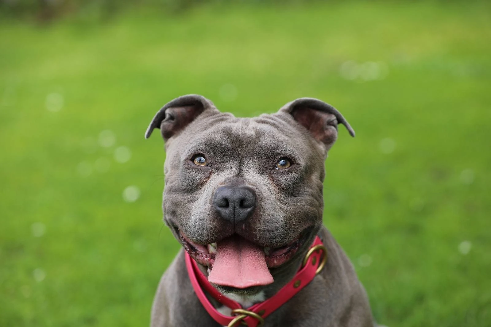 Amstaffy bawią się wspólnie