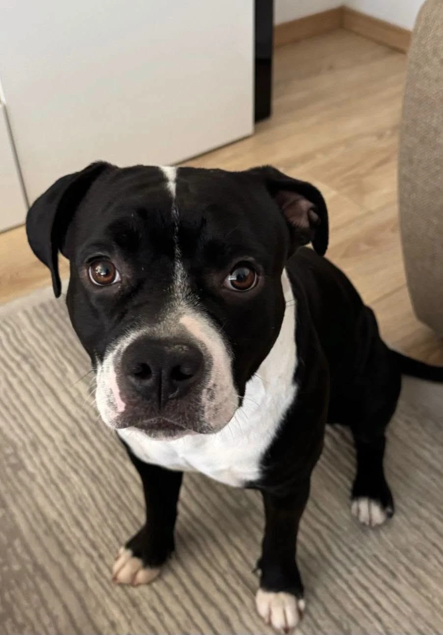 Amstaffy bawią się wspólnie