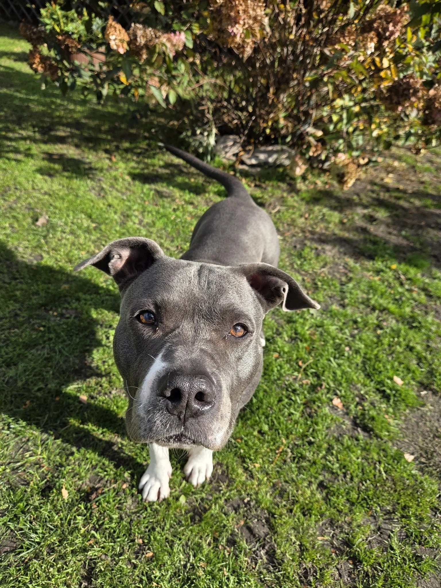 Amstaffy bawią się wspólnie