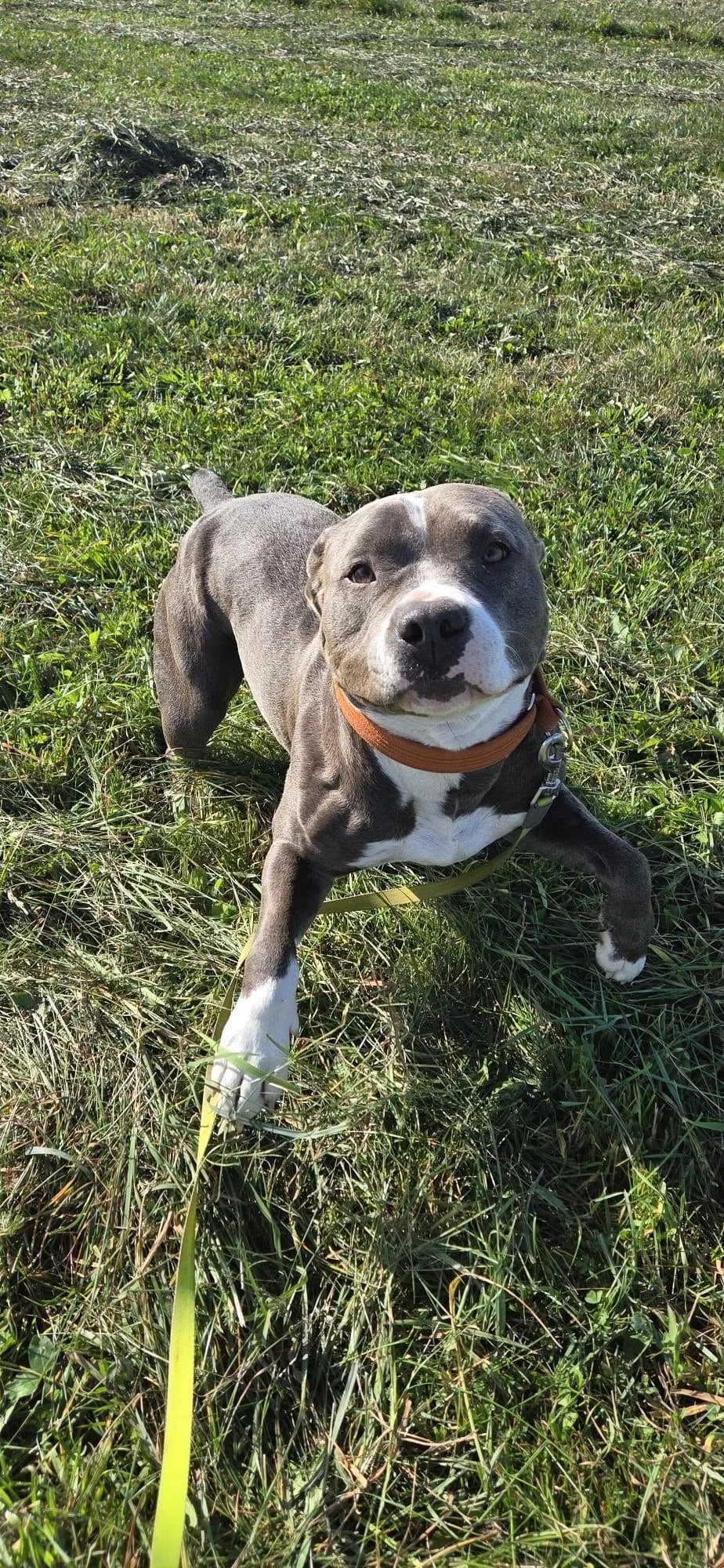 Amstaffy bawią się wspólnie