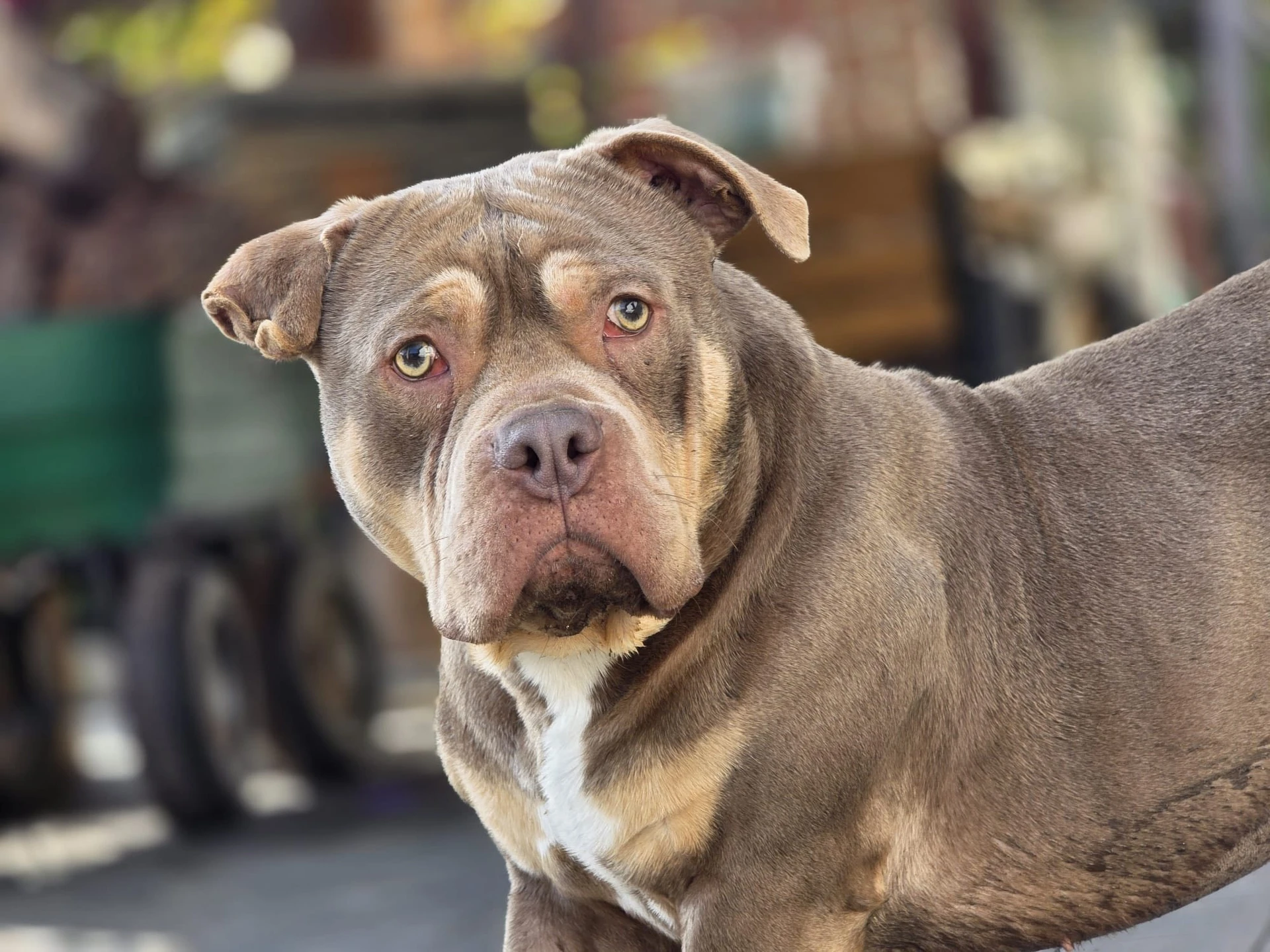 Amstaffy bawią się wspólnie