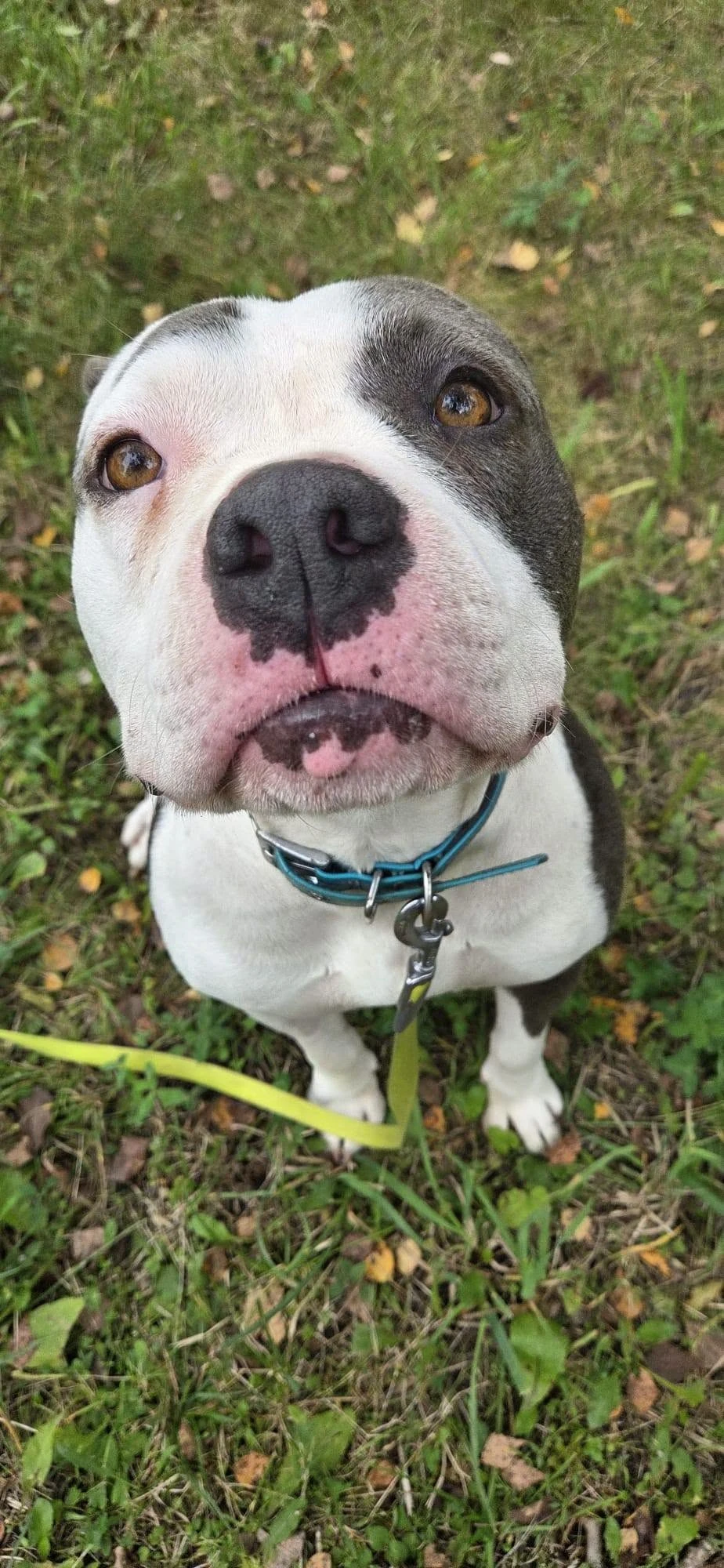 Amstaffy bawią się wspólnie