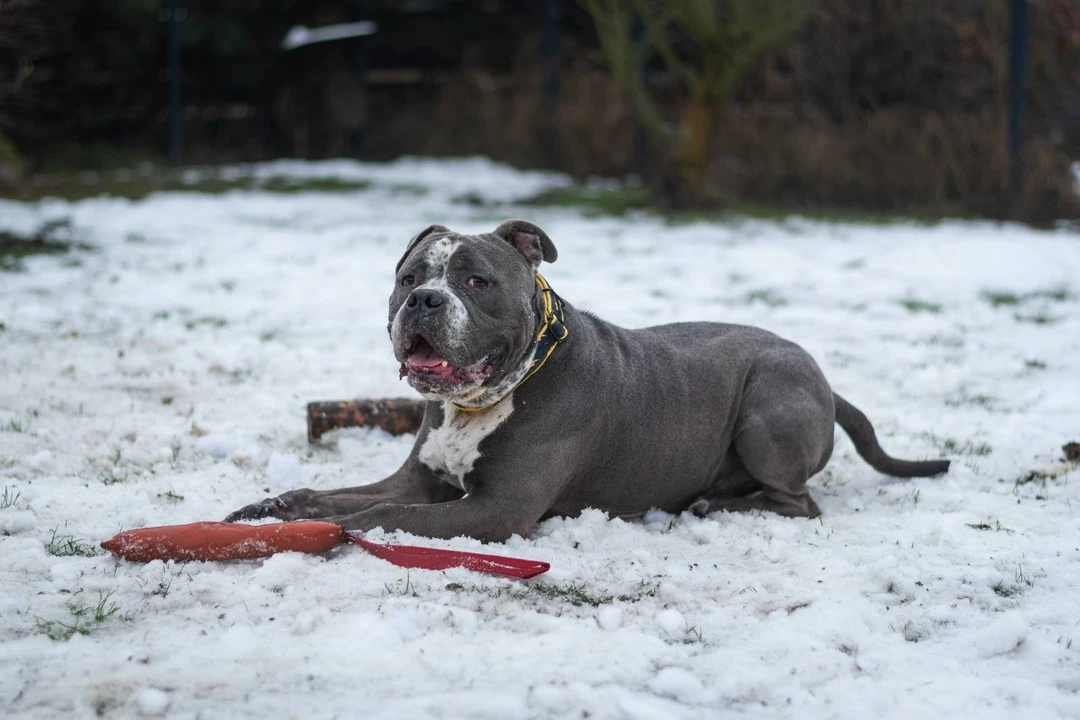 Toro jest już po drugiej operacji!
