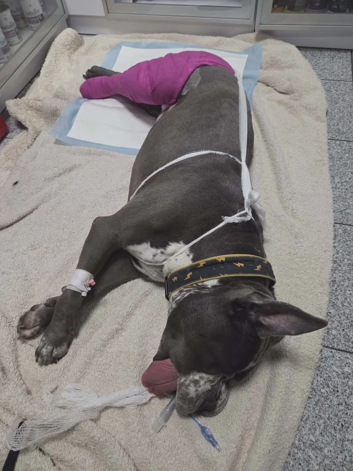 615955035_1296070892547388_5024469242258887119_n