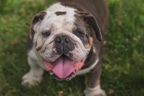 Bulba